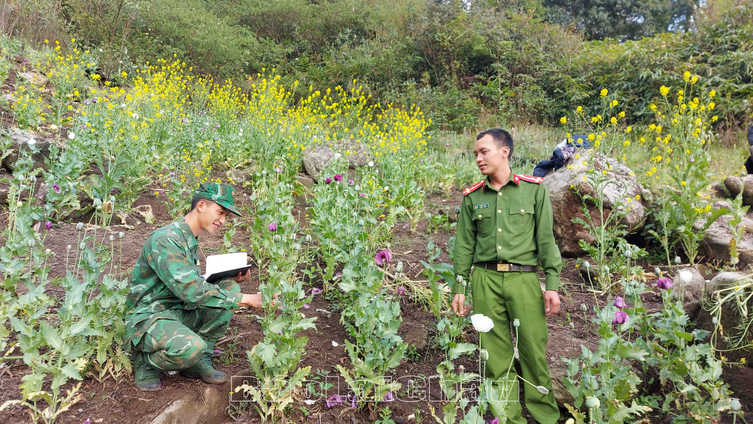 Lực lượng Công an huyện Phong Thổ, Đồn Biên phòng Dào San kiểm đếm số lượng cây, đo diện tích vườn trồng cây thuốc phiện.